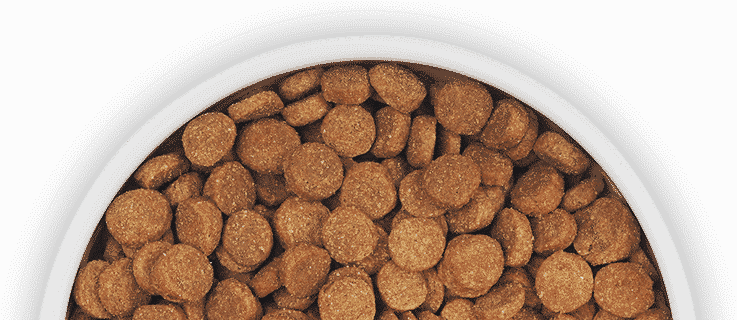 Best Puppy Food